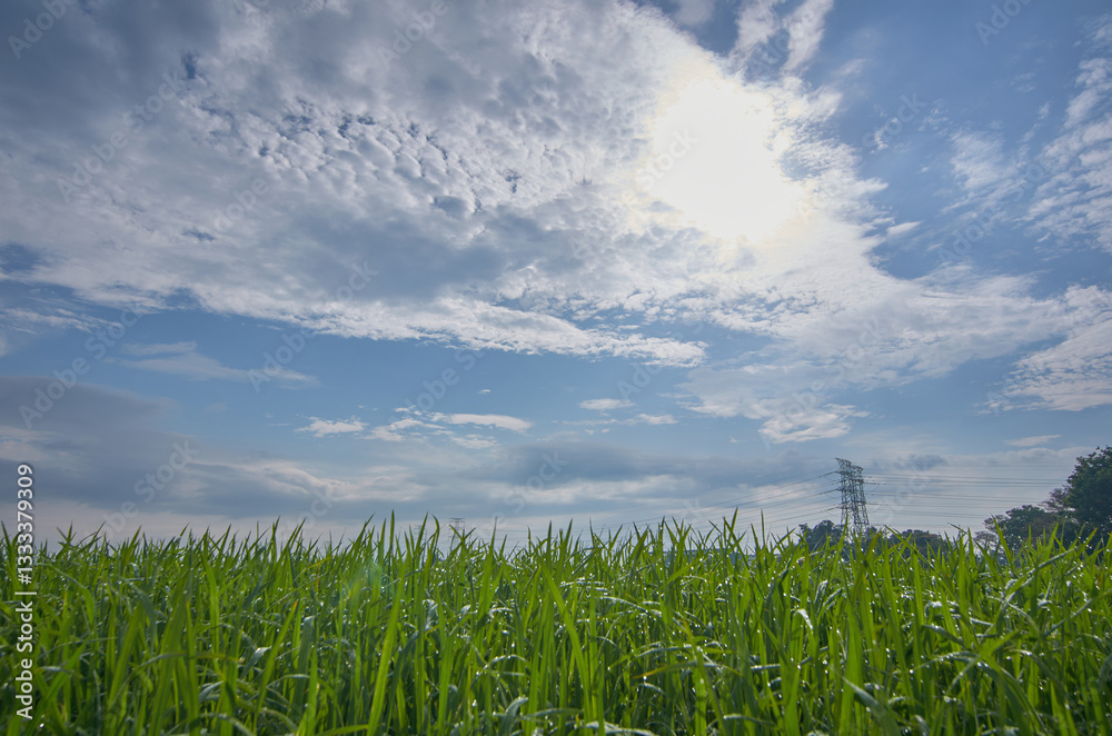 Fototapeta premium green paddy field with beautiful blue sky