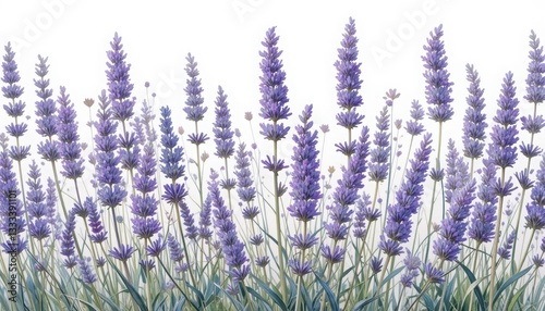 Lush Fields of Lavender Blooms with Soft Focus Background