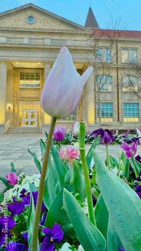 Wallpaper Mural Spring Time Tulips at TCU - Texas Christian University, Fort Worth, Texas, USA Torontodigital.ca