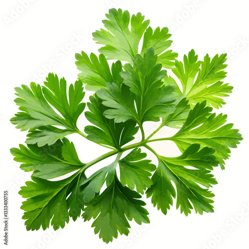 parsley isolated 