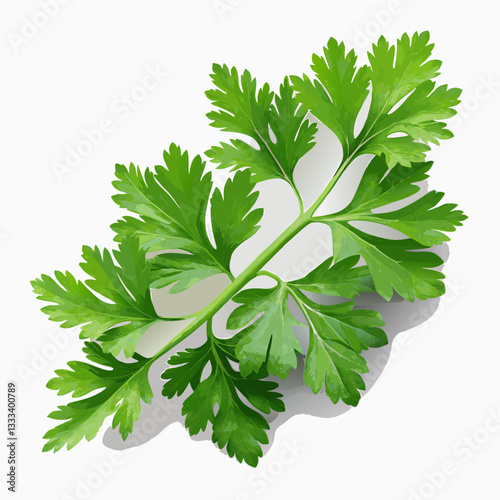 parsley isolated 