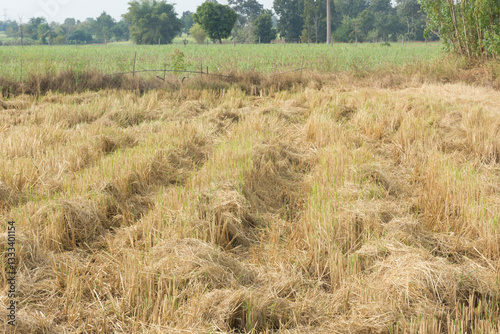 Rice field or farm land after harvest,selective focus.