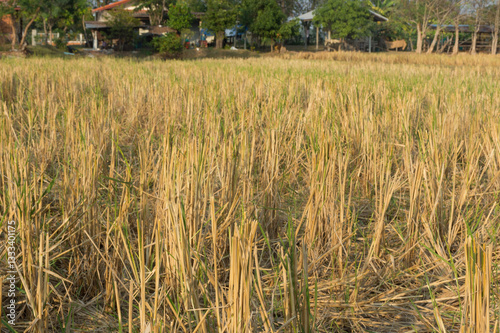 Rice field or farm land after harvest,selective focus.