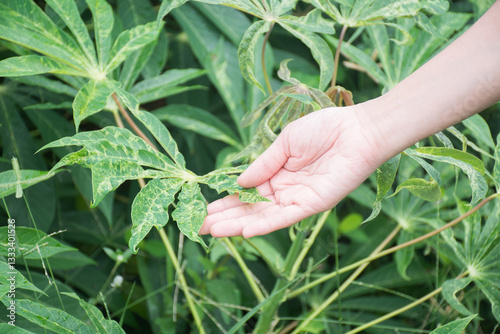 Hand holding cassava leaf disease for show,selective focus. photo