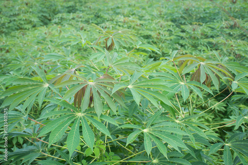 Fresh green cassava leaf in farm,selective focus.