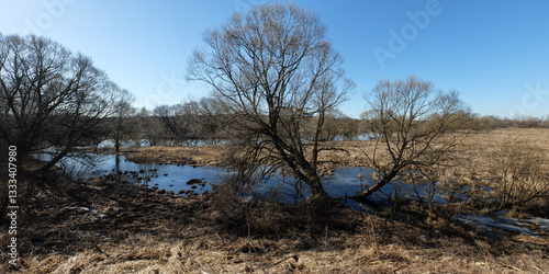 Spring walk through the forest, beautiful panorama.