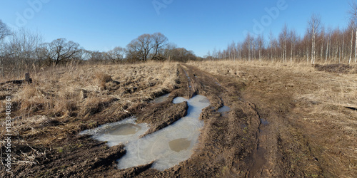 Spring walk through the forest, beautiful panorama.