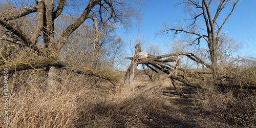 Spring walk through the forest, beautiful panorama.