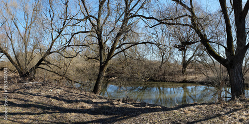 Spring walk through the forest, beautiful panorama.