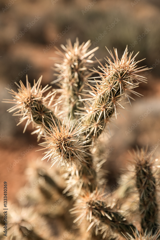 Closeup of Cholla cactus in desert in Southern Nevada, USA Closeup of Cholla cactus in desert in Southern Nevada, USA