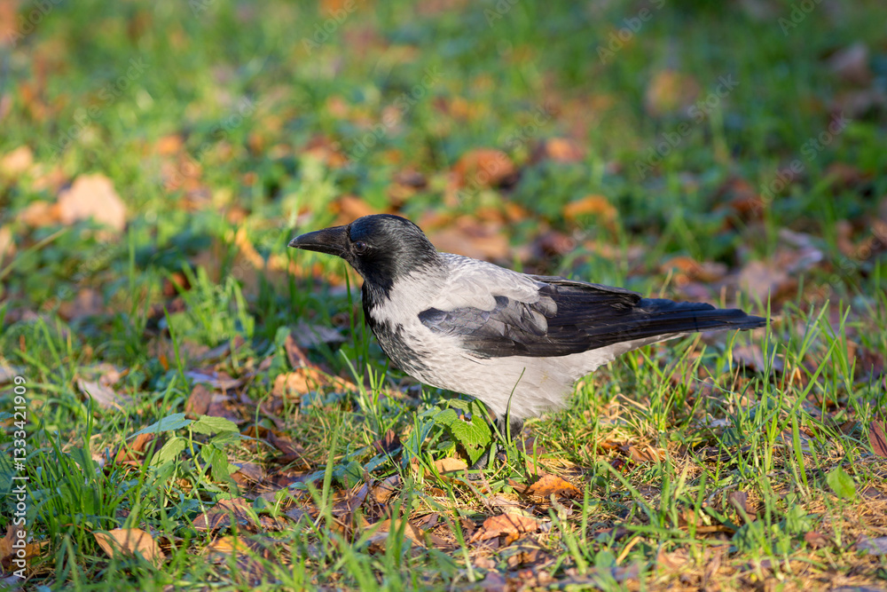 Fototapeta premium crow on the grass in autumn