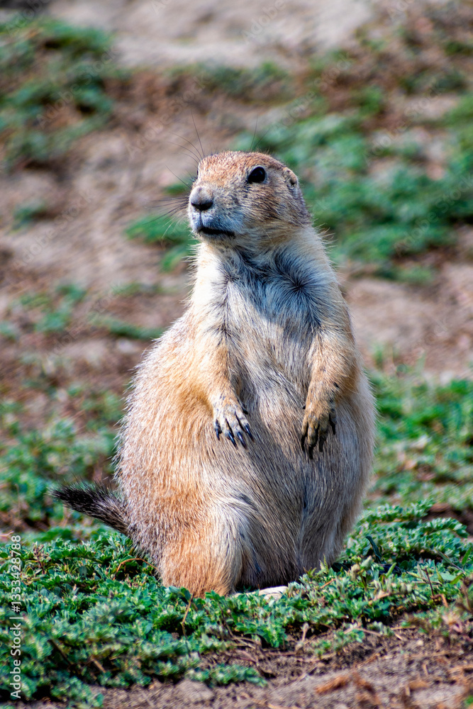 A curious prairie dog stands upright, observing its surroundings intently, illustrating the beauty of wildlife and the importance of vigilance and adaptability in nature. A curious prairie dog stands upright, observing its surroundings intently, illustrating the beauty of wildlife and the importance of vigilance and adaptability in nature.