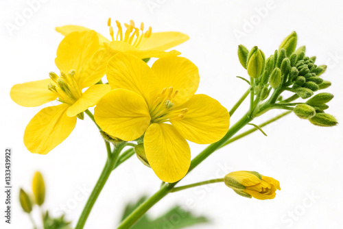 Fresh Mustard Flower in Full Bloom on a Pure White Background