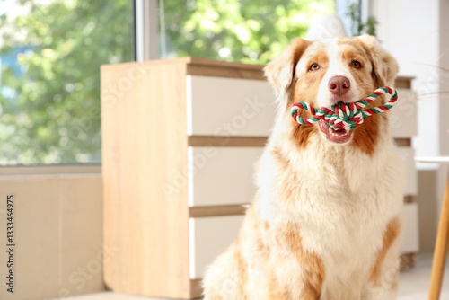 Cute Australian Shepherd do...