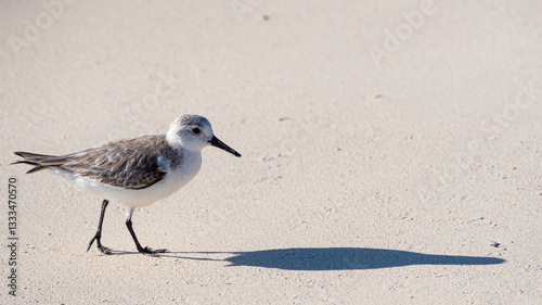 A solitary bird gracefully walks along the sandy beach, casting a soft shadow on the fine sand, embodying tranquility and the beauty of nature in this serene coastal setting.