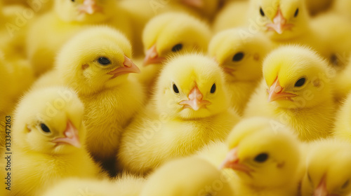 close up of yellow chicks