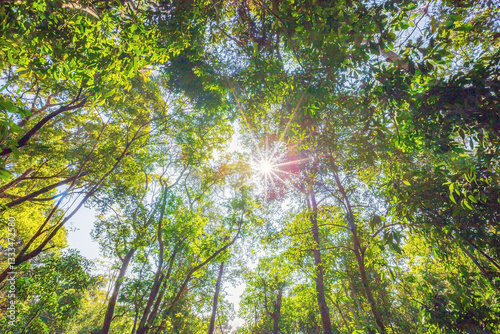 sun shining through trees in the forest for use as background.