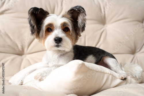 Cute Biewer Terrier dog wit...