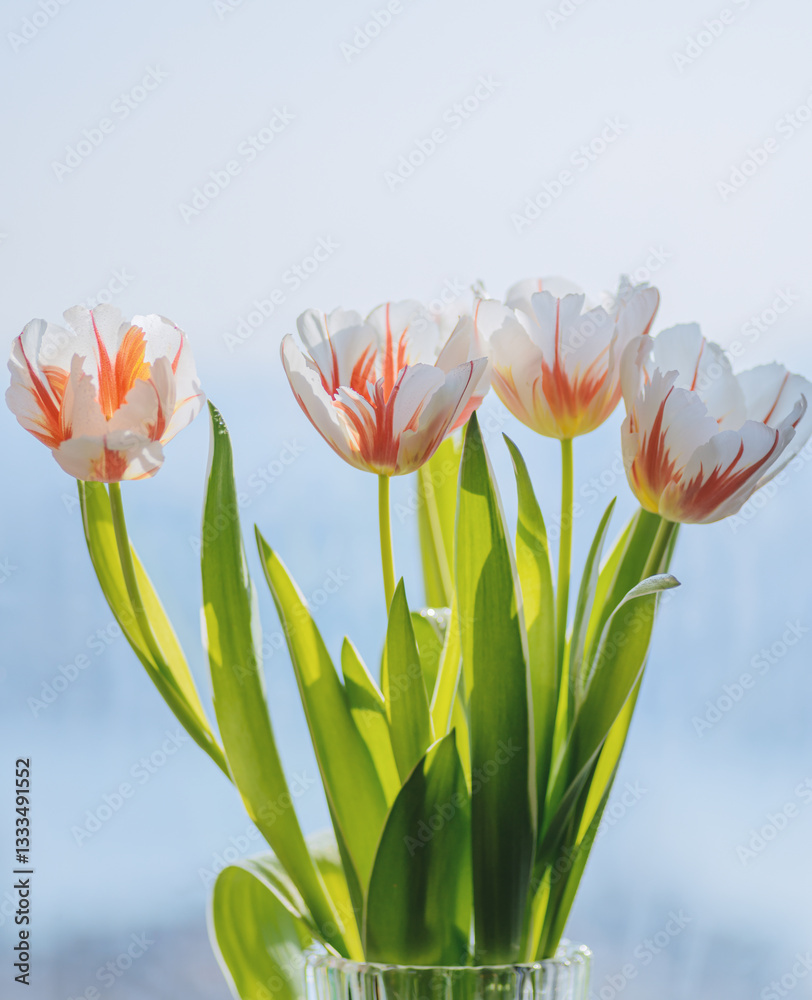Colorful tulips. Natural light. Shallow depth of field. Colorful tulips. Natural light. Shallow depth of field.