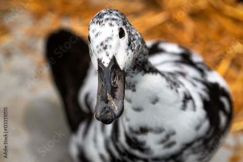 Foto A delightful close-up portrait of a speckled duck, showcasing its intricate feather pattern and soulful eyes, capturing the essence of wildlife and nature's grace