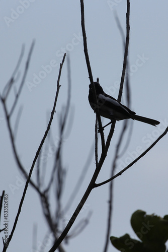 One bird sits on a branch.