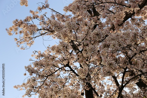空と桜