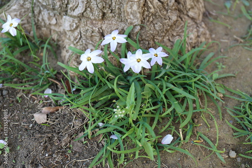 木の近くに咲く花