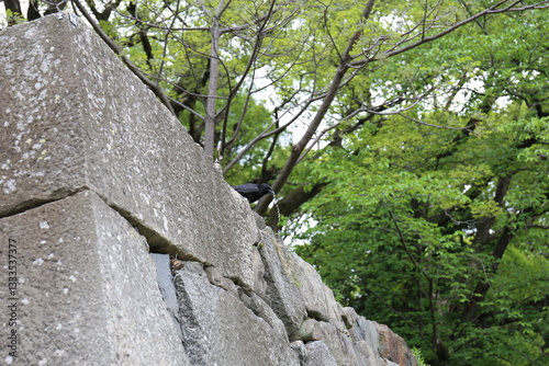 石垣の上にいるカラス