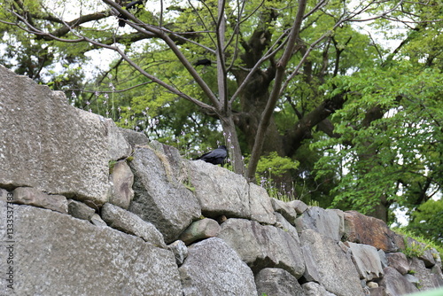 石垣の上にいるカラス