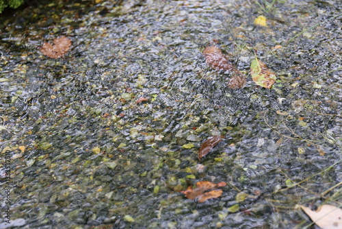 水面に揺れる波紋と流れる葉っぱ