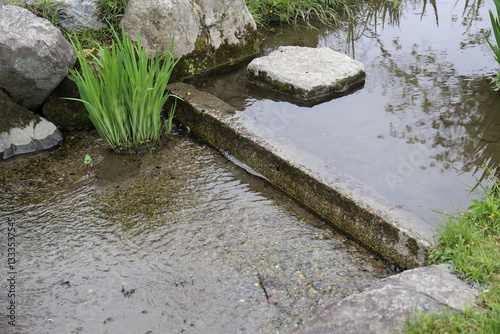 庭園に流れる水と植物