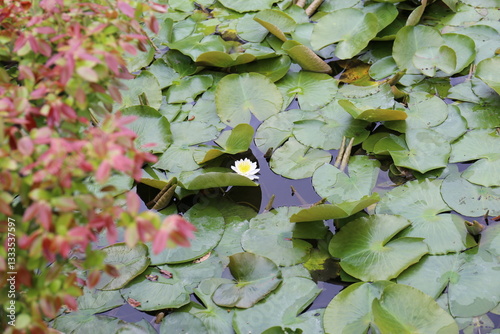 池の浮草と花