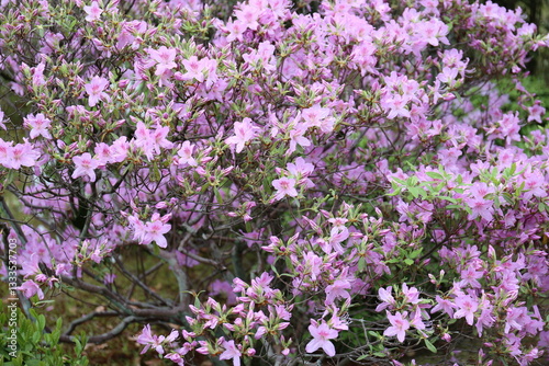 庭園に咲いている春の花