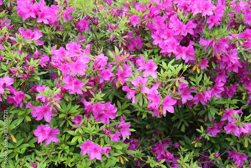 Wallpaper Mural 庭園に咲いている春の花 Torontodigital.ca