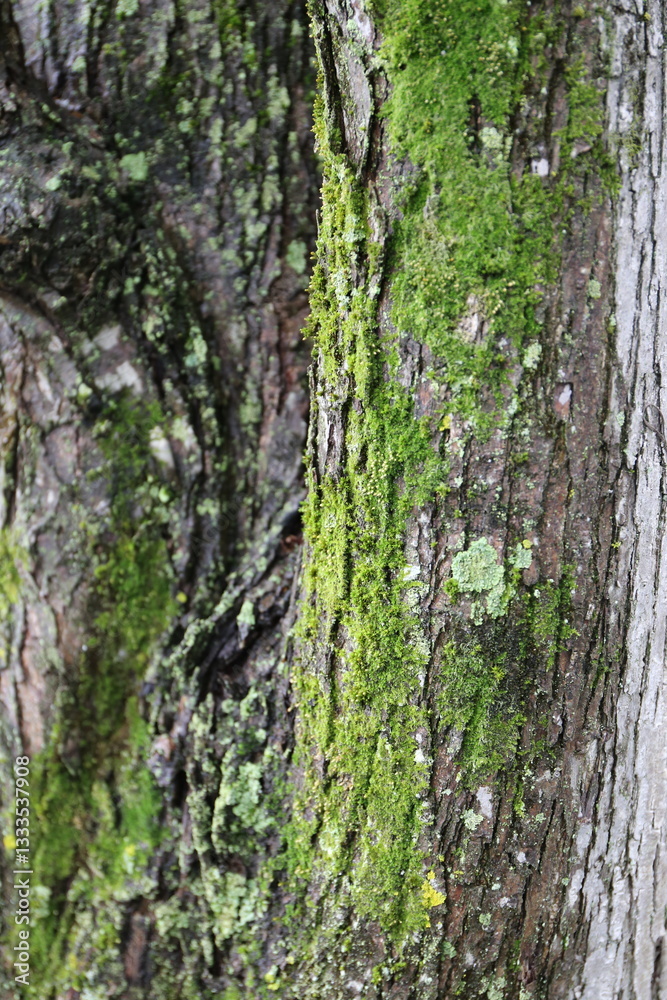 Obraz premium 木に生えた苔