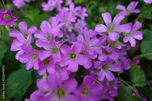 Purple Oxalis flowers.