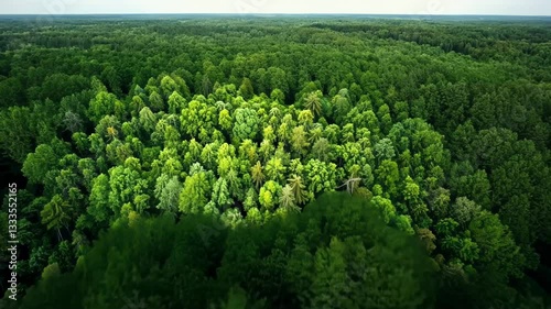 Aerial view of lush green forest canopy