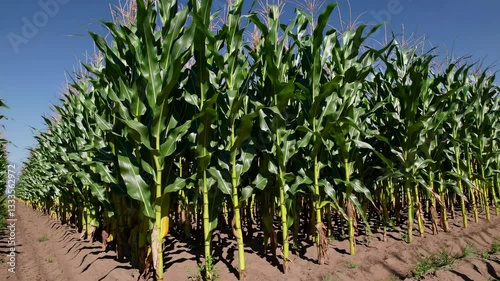 The Vibrant Cornfield Scene