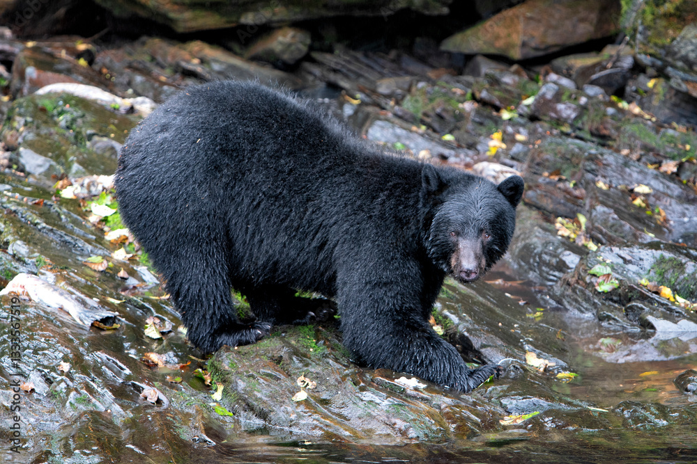 A captivating image of a black bear exploring rocky riverbanks, showcasing its curious nature and the beauty of wildlife against the backdrop of nature’s glory. A captivating image of a black bear exploring rocky riverbanks, showcasing its curious nature and the beauty of wildlife against the backdrop of nature’s glory.