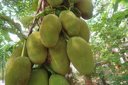 nutritious jack fruits on the jack fruit tree