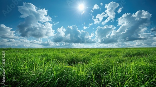 Expansive field of vibrant green grass under a bright, sunny sky with fluffy clouds. Lush, natural landscape.