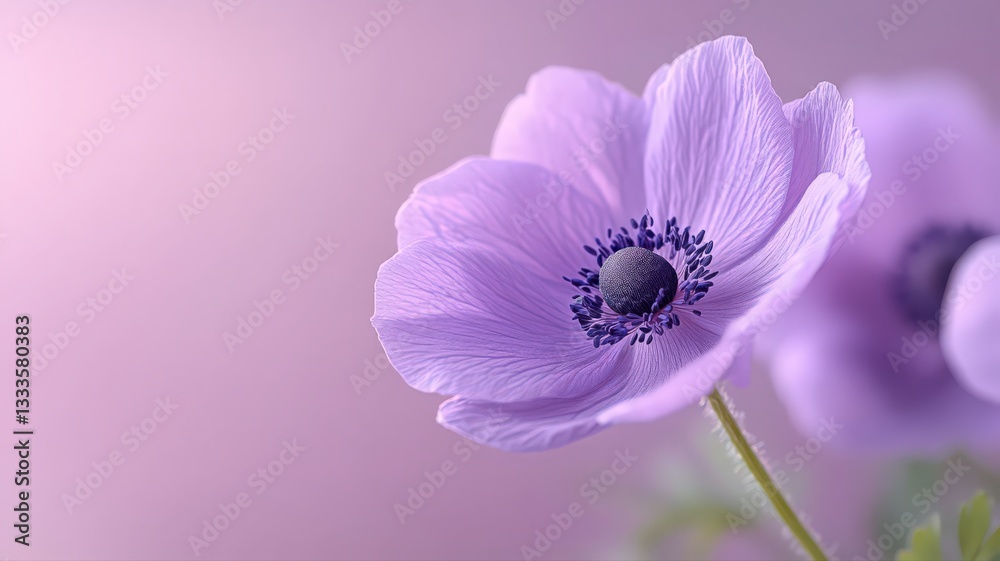 Naklejka premium Delicate Light Purple Anemone Flowers on Soft Pink Background