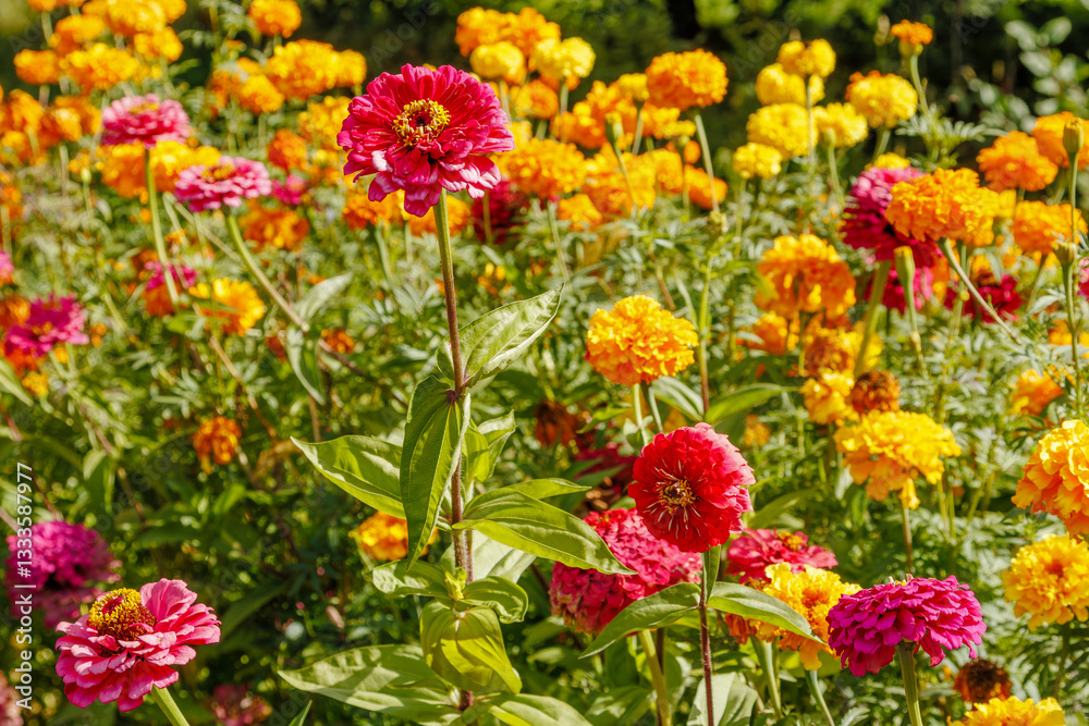 Colorful zinnias and marigolds in garden bloom