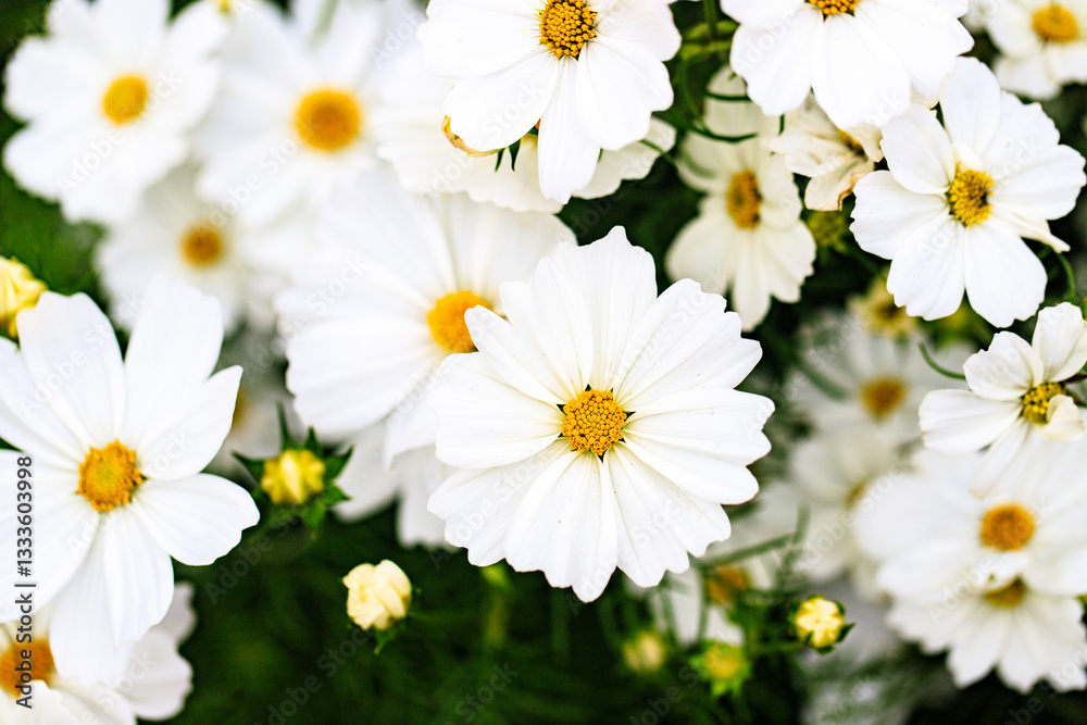 Fototapeta premium White Cosmos Flowers with Yellow Centers in Garden Bloom