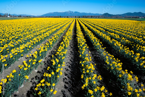 An expansive view of a vibrant daffodil field filled with bright yellow flowers stretching towards mountain ranges, creating a cheerful and inviting springtime landscape.