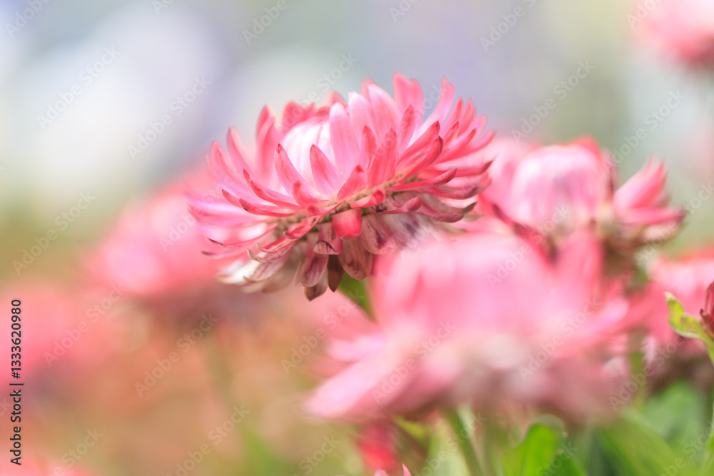 Radiant Pink Strawflower in Natural Light Garden Radiant Pink Strawflower in Natural Light Garden
