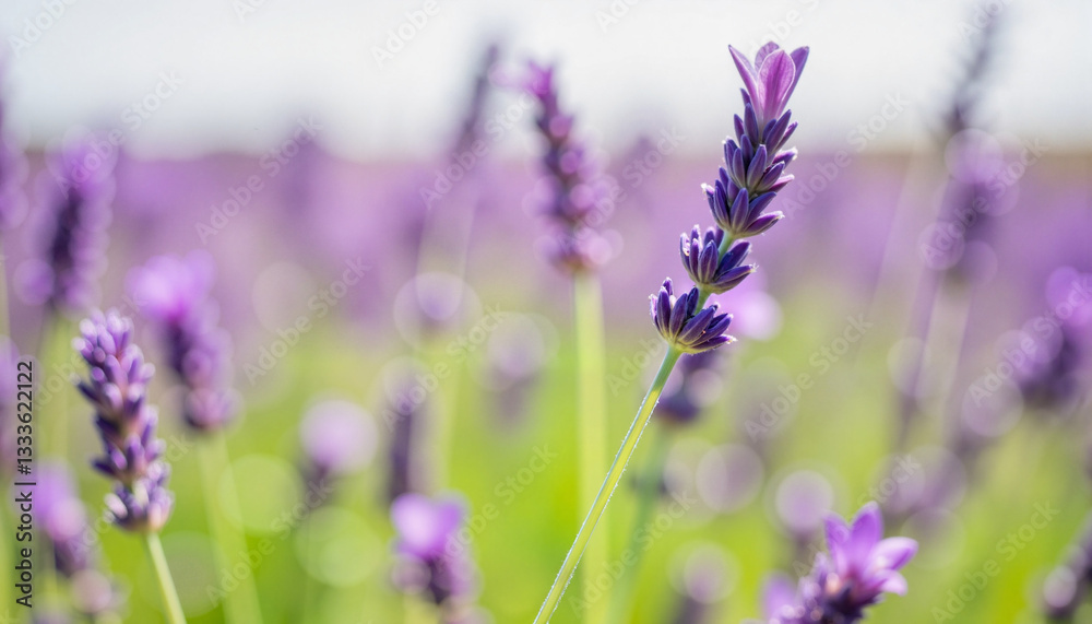 Obraz premium Single lavender plant in soft focus under bright sky, nature's beauty