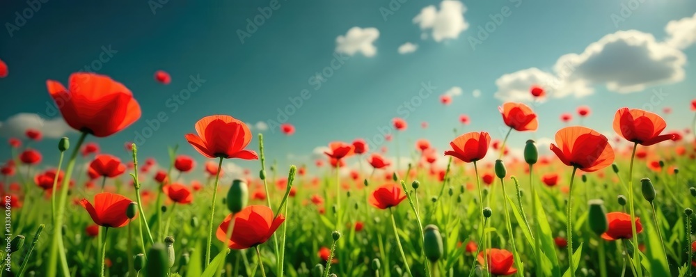 Fototapeta premium Soft pink petals of red poppies sway gently in the breeze amidst lush green grass, cosmos, field