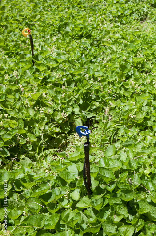 Rotary micro sprinklers irrigation system at work