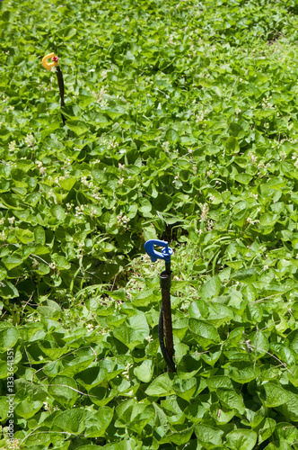 Obraz na płótnie Rotary micro sprinklers irrigation system at work w salonie